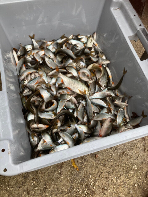 IMG_3523 Rempoissonnement des lacs Daumesnil et Minimes le 27 janvier 2026